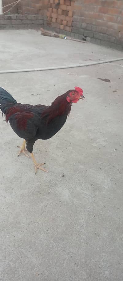 murghi murghy for sale