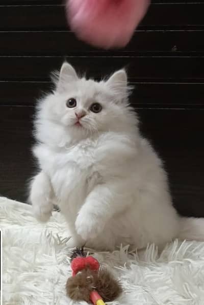 Persian triple coat  female/male  kitten