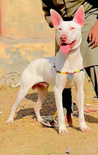 Pure Kohati Guulter Male Age 5 Month for Sale All Pakistan Cargo