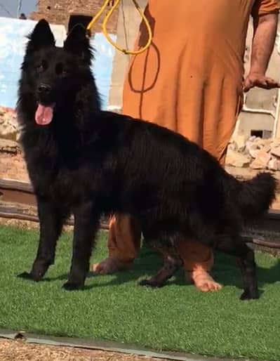 Gsd stock available interested can dm