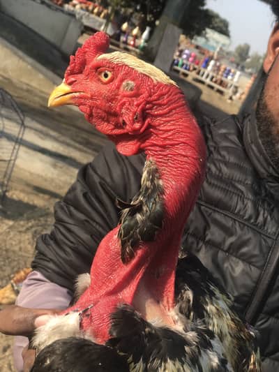 Long hight ha bhoot acha jore ha