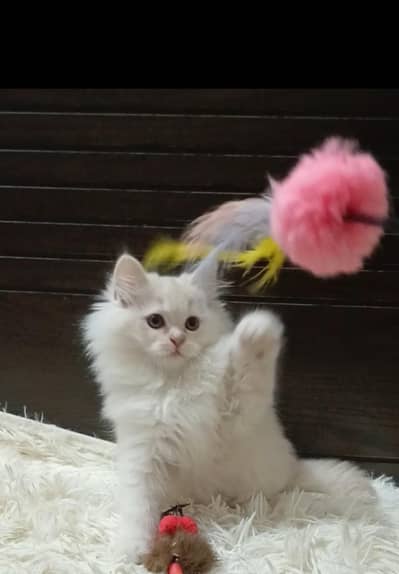 persian triple coat female/male kitten
