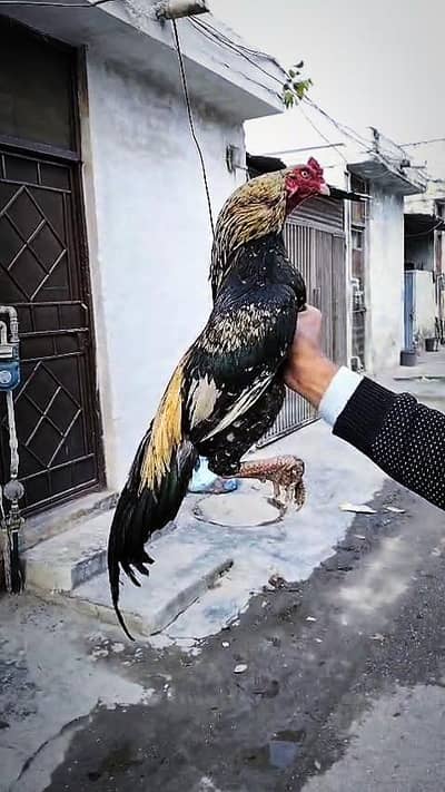 aseel phata price Kam nahi ho gi what's app (03136417097)