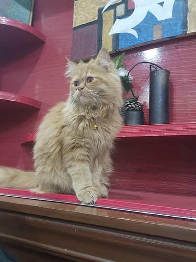 persian ginger male kitten