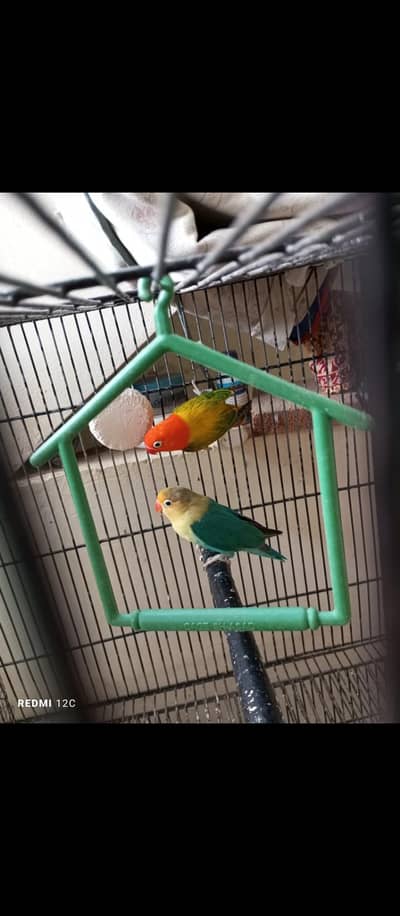 love bird breeder pair