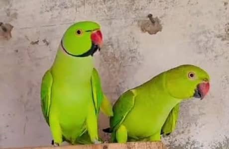 breeder ringneck pair