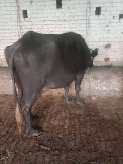 Neeli Ravi buffalo taza soi