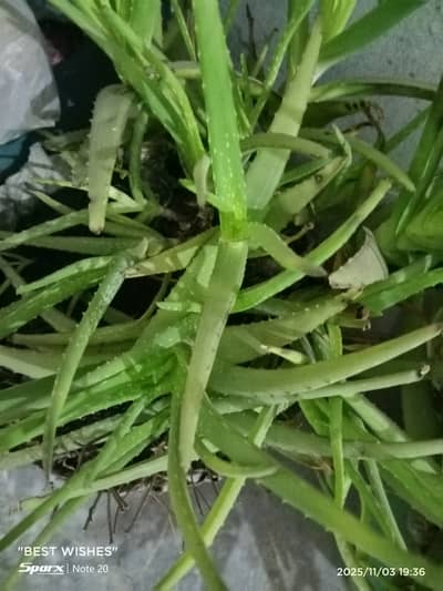 Alovera plant