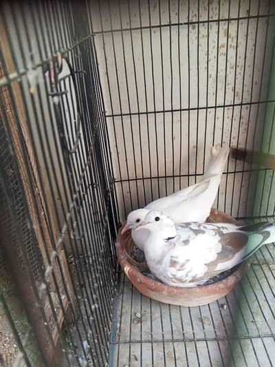 Doves for sell (confirm Breeder pair)