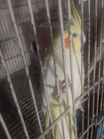 Breeder cocktail common white female for sale +923267409123