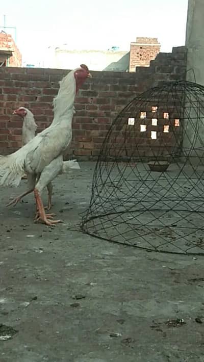 pure white shamo pair available ha