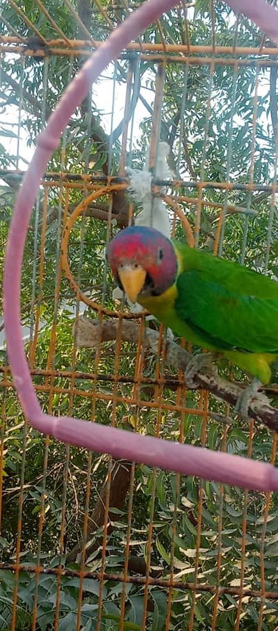 plumhead ,dove ,budgies hogo breed