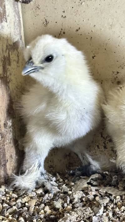 White silkie import quality/silver sebright chick