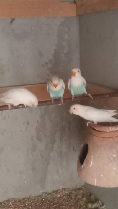 love birds adult+ breeder+ phathe