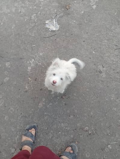 3 Months old Spitz puppy up for adoption