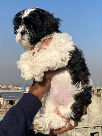 Shihtzu puppies