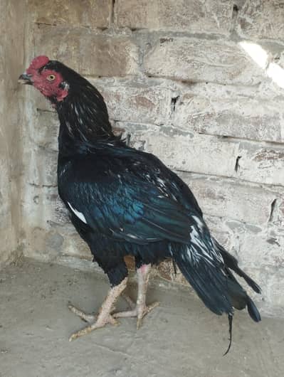 Lasani Murga high quality