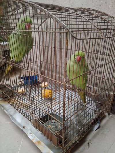 parrot for sale  both