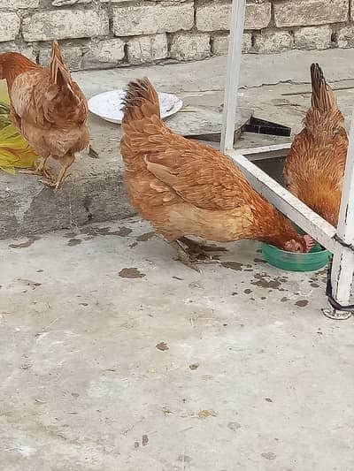 golden msri 3 pthya available