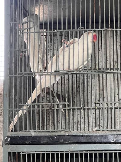 paper white ringneck 200% breedr pair