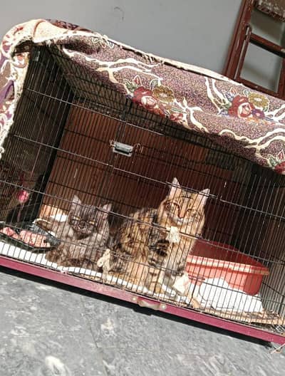 Persian cats for sale with cage