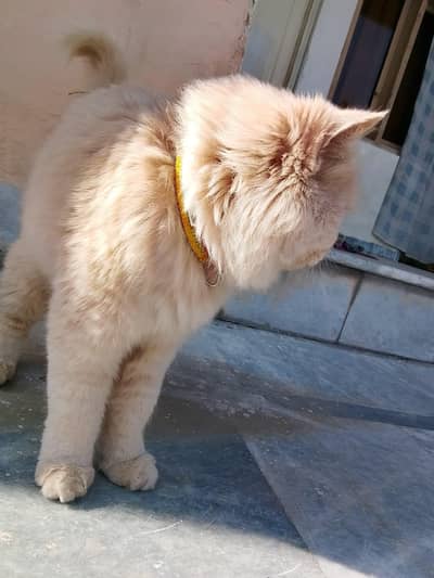 Adorable Fluffy Persian Cat Looking for a New Home
