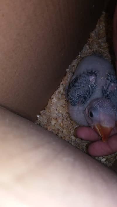 *huge size raw chick available in Lahore Contact no* 03491470198