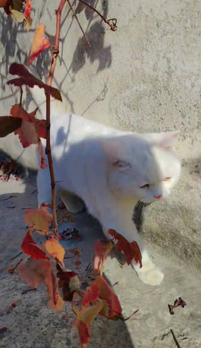 Male cat double eyes