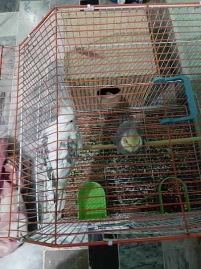 cocktail pear white gray