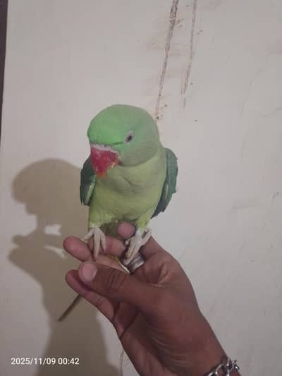 raw parrot fully hand team for sale 03054636833