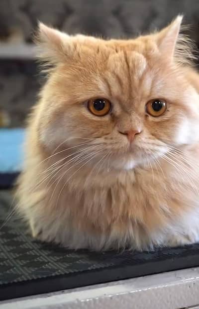 Male Cat Available for Matting, Stud Male Cat Available