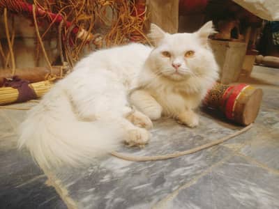 Trimple Coated Long Persion Cat