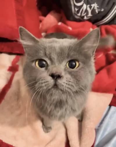 grey british shorthair