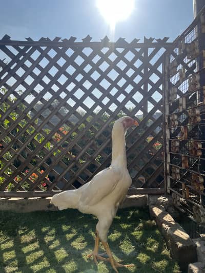 Pure White O Shamo Madi Egg Laying