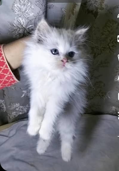 Persian kitten blue eyes punch /semi punch/ piki face