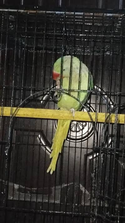 Raw male patha Rs 16000