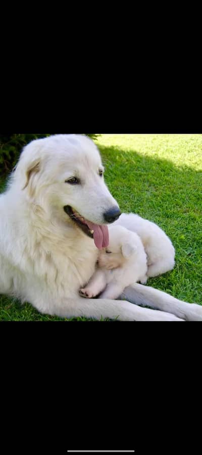 Maremmano Abruzzese Sheepdog pup + many other kinds of dogs available