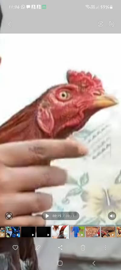 mashallah best quality patha availble peela long height