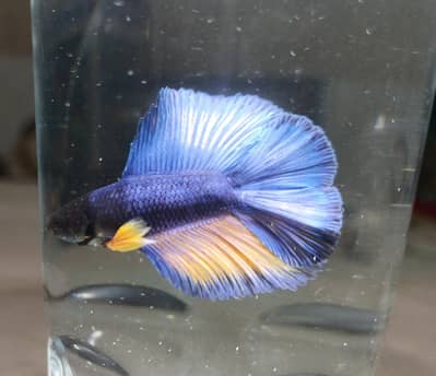 Betta fish