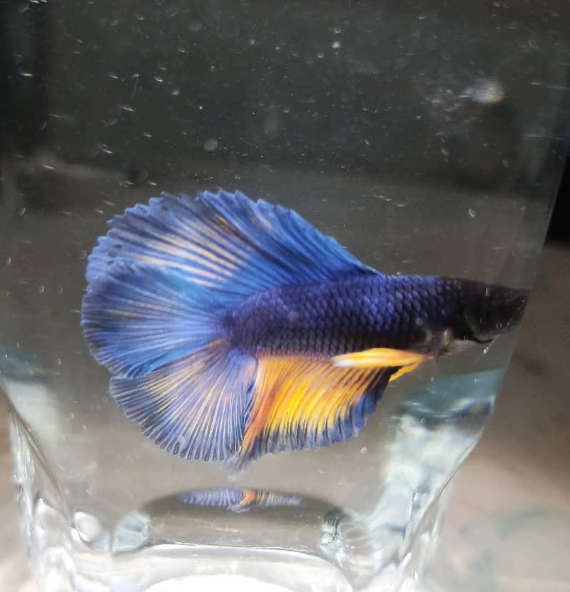 Betta fish 1
