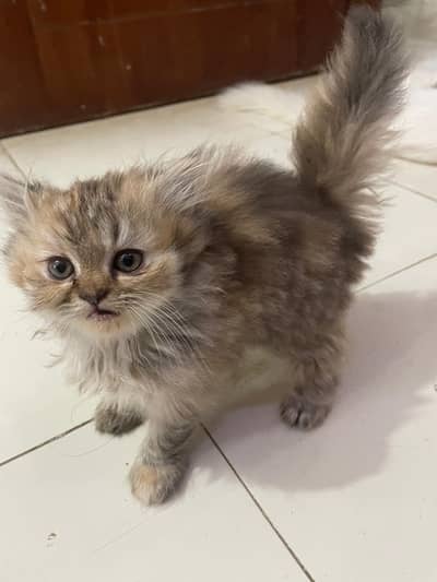 Female Pure Persian Triple Coated Kitten