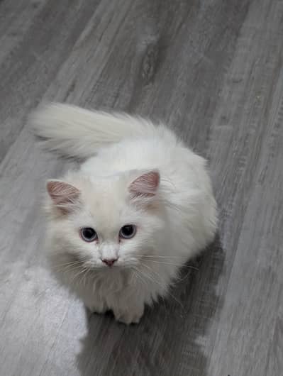 male cat required for cross