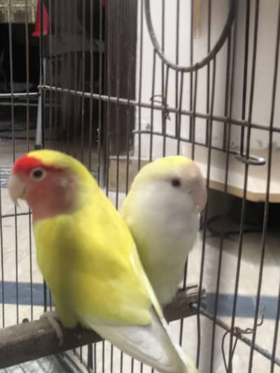 lovebirds available for sale
