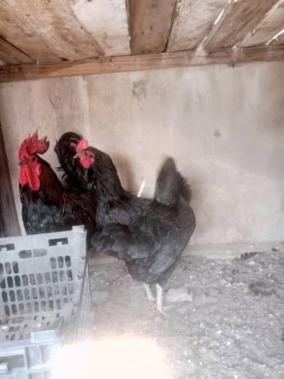 Desi golden misri hen ghr ki Pali egg ling