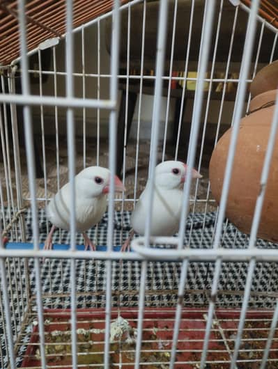 White Java bird pair for sale