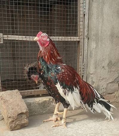 high quality aseel murgha. . .