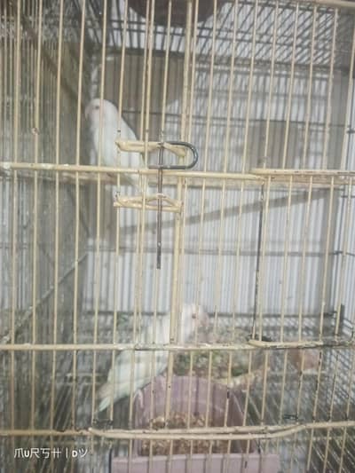 2 peice albino red eyes for urgent sale  Whatsapp 03175630357