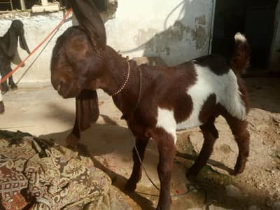 3 Bakra for sale final final 42 hazar  age 3 month