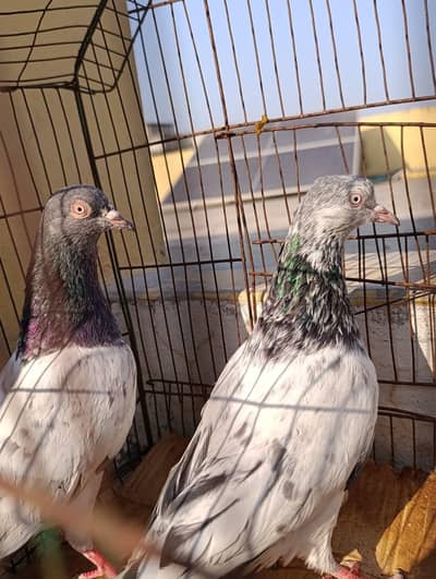pigeons pair