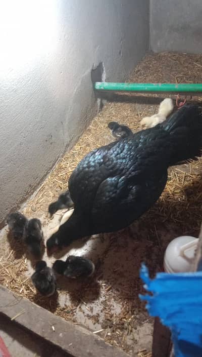 10 chicks with murgi for sale